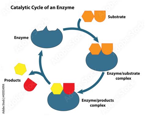 Catalytic Cycle Of An Enzyme Substrate Reactants Enter Active Site Of