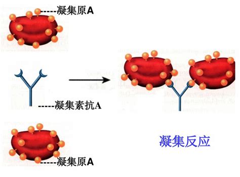 凝集原和凝集素 图库 五毛网