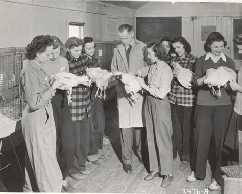 On The Banks Of The Red Cedar Students Examine Chickens Date Unknown