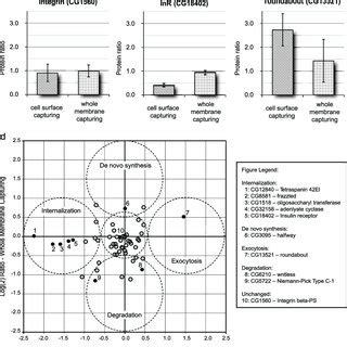 Protein Abundance Changes On The Cell Surface Versus The Whole Cell