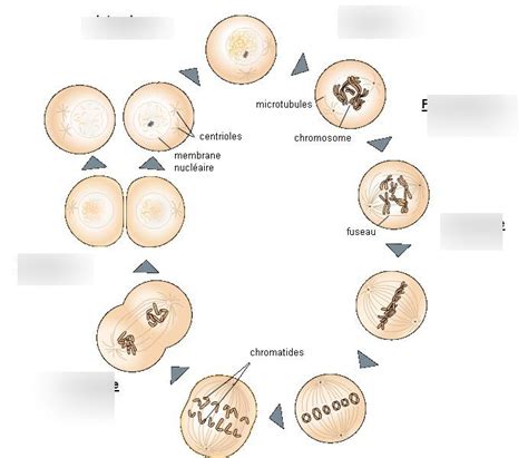 Mitose M Iose Diagram Quizlet