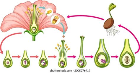 2,732 Flower receptacle Images, Stock Photos & Vectors | Shutterstock