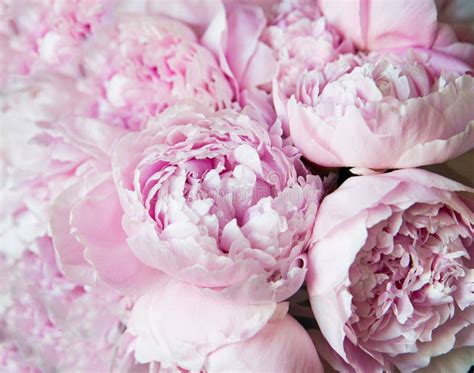 White and Pink Peonies. Background Romantic Wallpaper Stock Photo ...