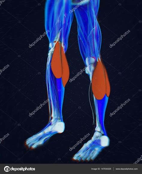 Gastrocnemius Muscles Anatomy Model Stock Photo By Anatomyinsider