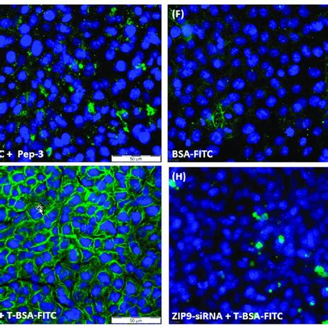 Testosterone Bsa Fitc T Bsa Fitc Membrane Labelling Of 93rs2 Cells Download Scientific