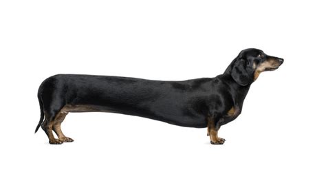 Weiner Dog Weiner Dog How Did You Get So Long Youtube