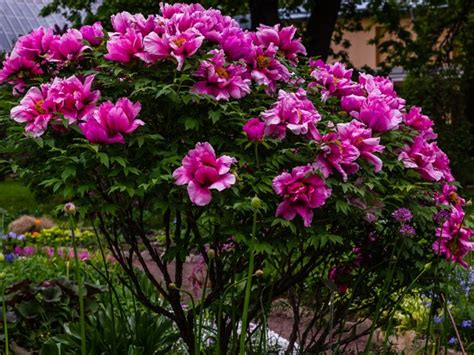 ボタン牡丹の特徴や育て方、剪定の時期や方法等の紹介【百花の王】 Beginners Garden