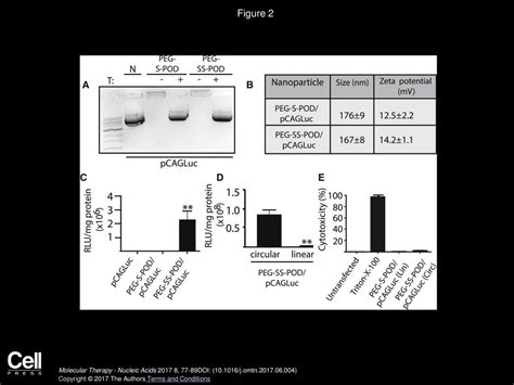 Reducible PEG POD DNA Nanoparticles For Gene Transfer In Vitro And In