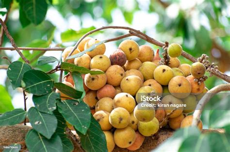 Buah Ara Ficus Racemosa Gambar Di Pohon Alam Buah Ara Hutan Buah Ara ...