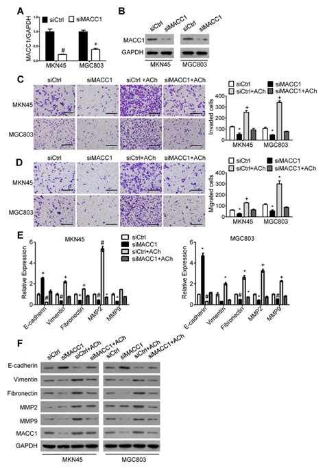 Macc1 Mediates Ach Promotion Of Gc Cell Invasion Migration And Emt