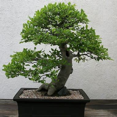 Celtis Sinensis Chinese Hackberry Bonsai Bonsai Ebook Seed Pack