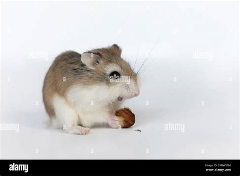 Robo Dwarf Hamster In Ball