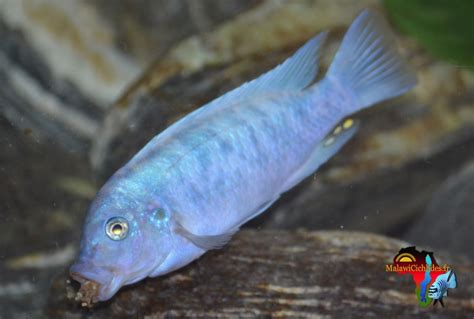 male_m16.jpg | Servimg.com - Free image hosting service