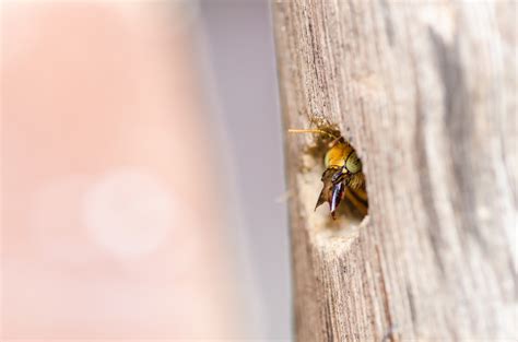 Signs of carpenter bee infestation - Wasp Control Services