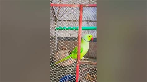 Cute And Funny Parrot Talking Mummy Mummy Mithu 🐦🐦💚💚😜😜😜 Parrot