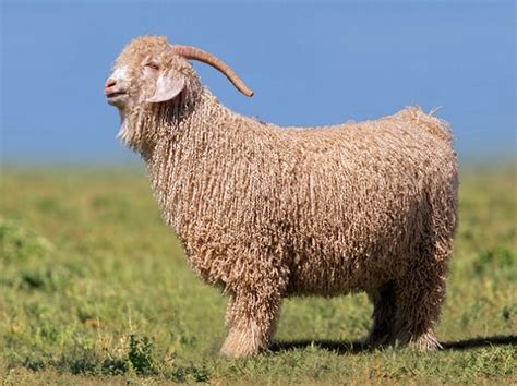 Angora Goat - Facts, Size, Diet, Pictures - All Animal Facts