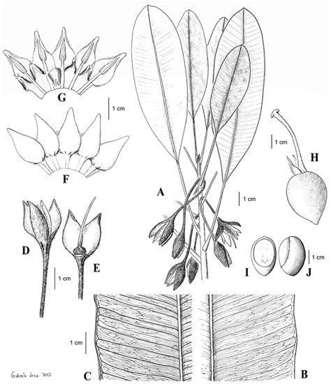 Bemangidia Lowryi L Gaut A Flowering Branch B Detail Of Leaf