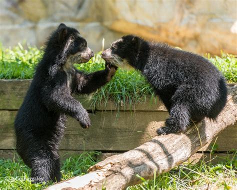 John Baggaley Photography | Andean bear cubs