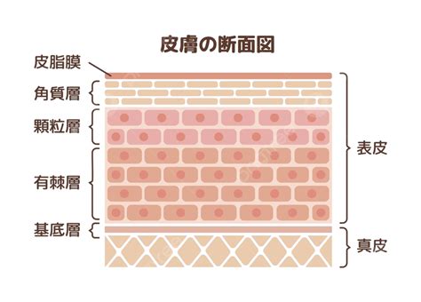 Lapisan Kulit Manusia Ilustrasi Anatomi Penampang Kulit Vektor Ilmu Urai Kulit Persilangan
