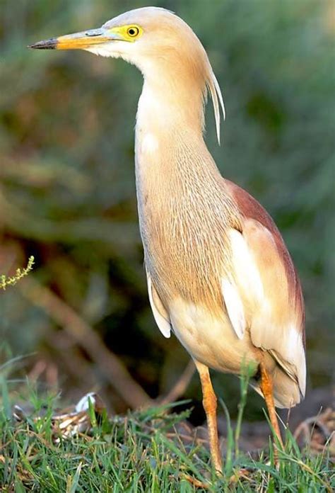 indian pond heron birds  india bird world