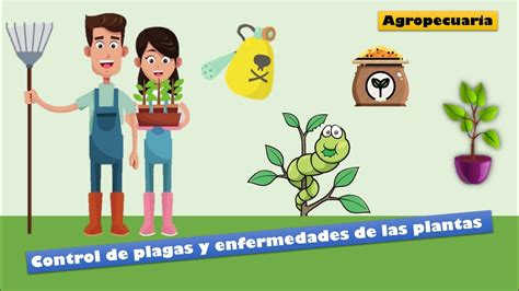 Control De Plagas Y Enfermedades En Las Plantas Agropecuaria YouTube