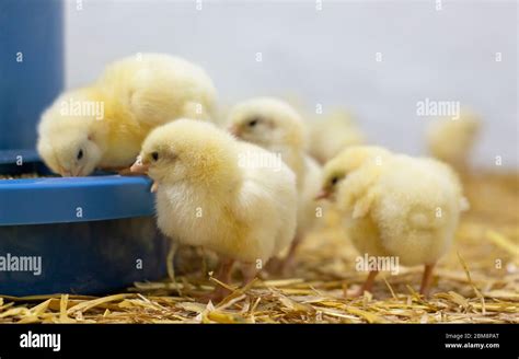 Poulets de chair Banque de photographies et dimages à haute résolution