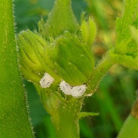 Pdf Major Insect Pests And Diseases Of Okra And Their Management