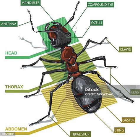 Diagram Semut Ilustrasi Stok Unduh Gambar Sekarang Anatomi