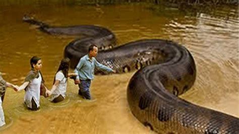 What is the largest anaconda snake ever recorded - vsaaqua