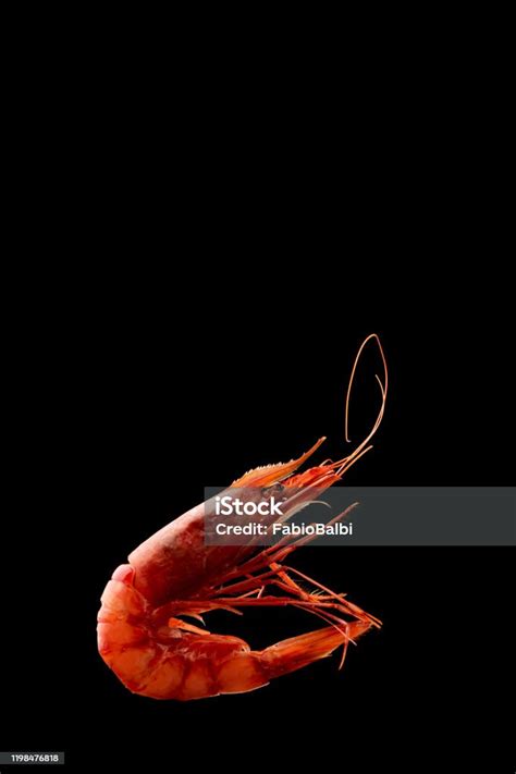 King Tiger Red Prawn Shrimp Mazara Isolated On Dark Background Stock