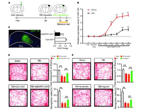 Overexpression Of MiR 124 Or Knockdown DAPK1 Rescued Memory And Motor