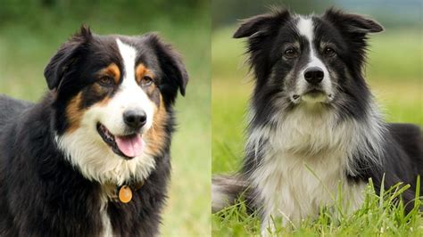 Australian Shepherd Vs Border Collie Choosing The Right Breed