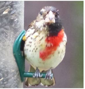 October 2015 | Field Notes: Rose-breasted Grosbeak Bilateral Gynandromorph