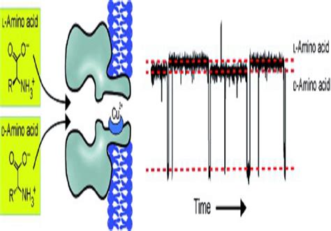 Chiral resolution of amino acids Most of the purposes for which amino ...