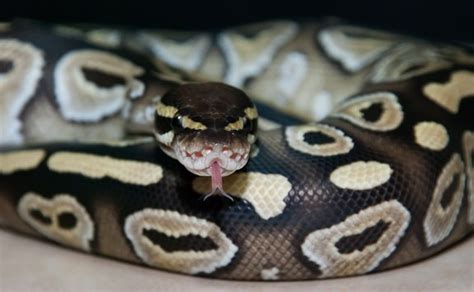 Can Snakes Feel Love Here S Why The Answer ISN T Black White