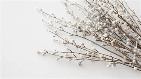 Pussy Willow Twigs On White Background Premium AI Generated Image