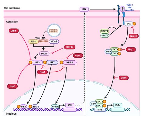 Evasion Of Interferon Ifn Pathways By Sars Cov The Ifn Responses