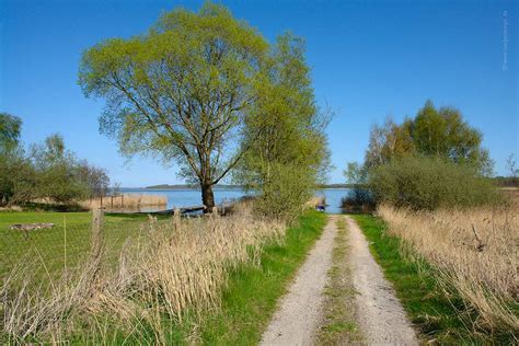 Buschvitz Auf R Gen Kleiner Jasmunder Bodden Fotos Infos