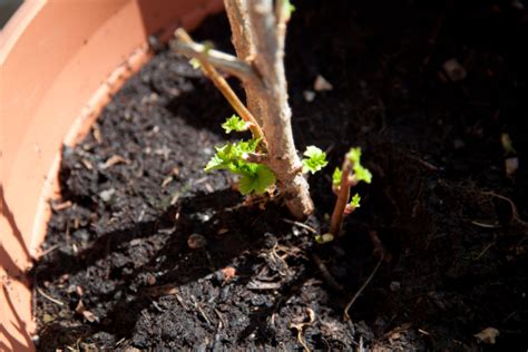 Johannisbeeren Durch Stecklinge Vermehren So Geht S