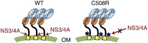 Luciferase Based Biosensors In The Era Of The Covid Pandemic Acs