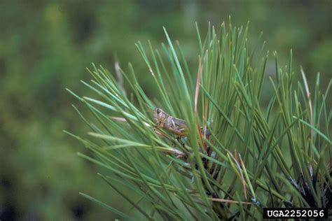 Grasshoppers Order Orthoptera