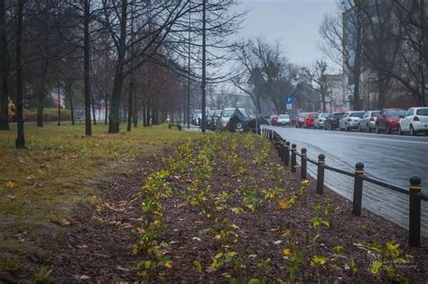 Krzewy Jesien Zarz D Zieleni M St Warszawy