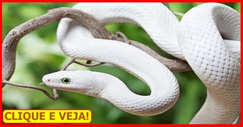 Alertas Mensagem E Significado De Sonhar Cobra Branca