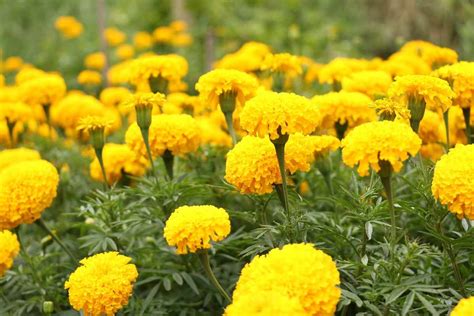 Marigold Seed Germination Seed Rate Planting Agri Farming