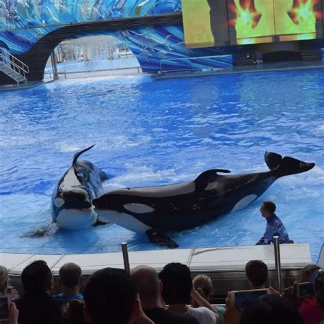 Killer Whales At SeaWorld Orlando – Orlando Best 10