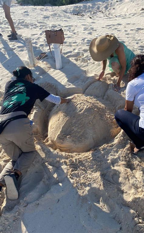 Tortuga Marina En Tulum Qu Hacer En Tulum