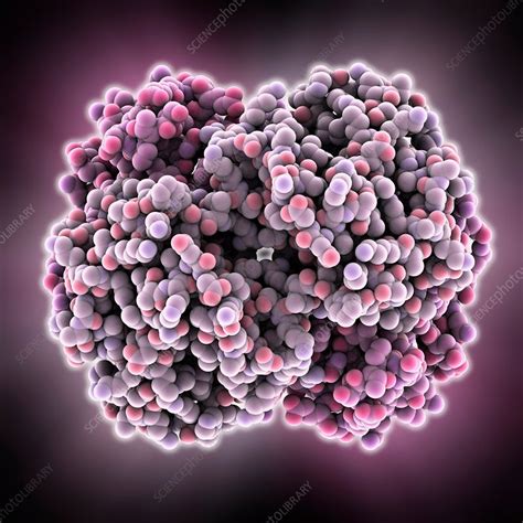 Bacterial Ribosome Molecular Model Stock Image C0139652 Science