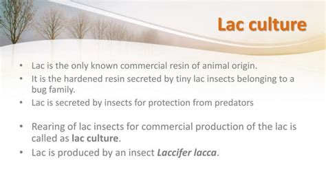 Cultivation technique of lac insect | PPT | Free Download