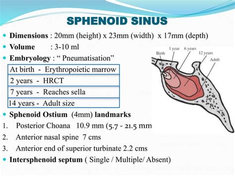 Sphenoid Sinus And Optic Nerve Ppt