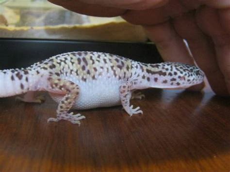 Leopard Gecko Impaction Leopard Gecko Care Packet